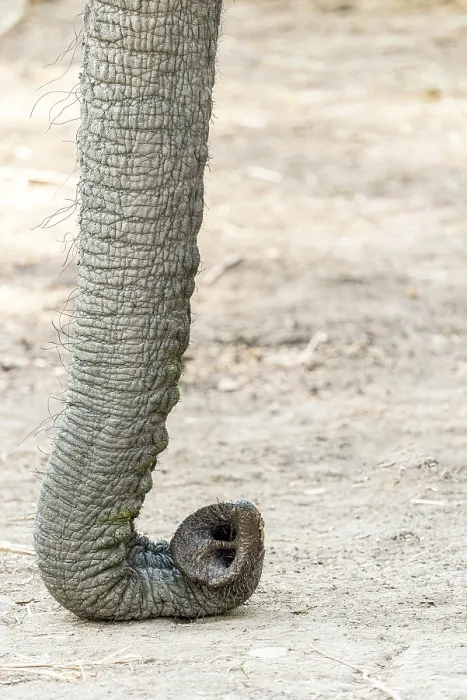 Framed Print : africa, Zimbabwe, Mana Pools National Park. The trunk of an elephant relaxing on the ground Framed Print : africa, Zimbabwe, Mana Pools National Park. The trunk of an elephant relaxing on the ground