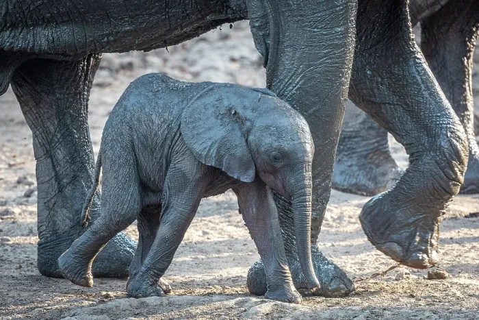 Framed Print : africa, Zimbabwe, Mana Pools National Park. A baby elephant walking out of the water with his mother Framed Print : africa, Zimbabwe, Mana Pools National Park. A baby elephant walking out of the water with his mother