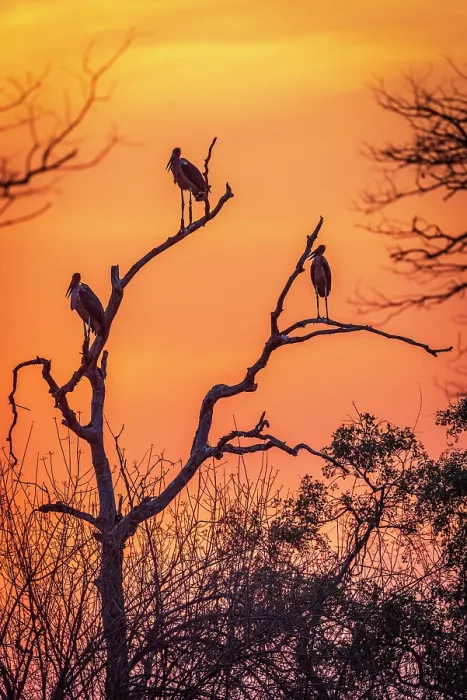 Framed Print : africa, Zimbabwe, Mana Pools National Park. Marabou storks on a tree silhouette at sunset Framed Print : africa, Zimbabwe, Mana Pools National Park. Marabou storks on a tree silhouette at sunset