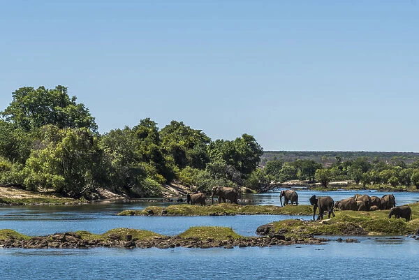 Africa, Zimbabwe, Matabeleland north. A herd of elephants on the bank of the Zambezi