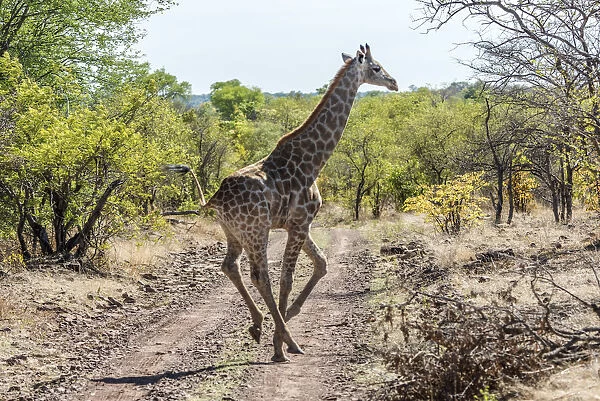 Africa, Zimbabwe, Matabeleland north. A giraffe in the Zambezi National Park