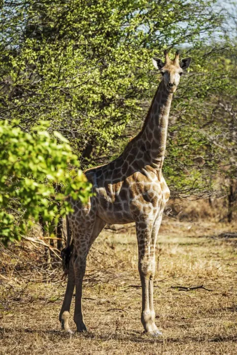 Framed Print : Africa, Zimbabwe, Matabeleland north. A giraffe in the Zambezi National Park Framed Print : Africa, Zimbabwe, Matabeleland north. A giraffe in the Zambezi National Park