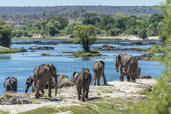 Africa, Zimbabwe, Matabeleland north. A herd of elephants on the bank of the Zambezi
