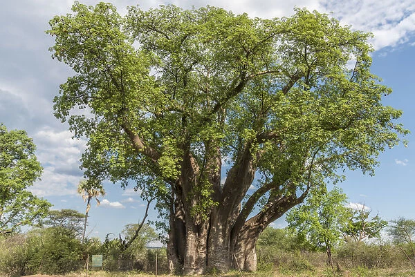 Africa, Zimbabwe, Matabeleland north. The big baobab at Victoria Falls