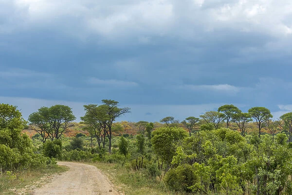 Africa, Zimbabwe, track through the bush in Hwange National park