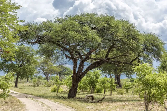 Framed Print : Africa, Zimbabwe, track through the bush in Hwange National Park Framed Print : Africa, Zimbabwe, track through the bush in Hwange National Park