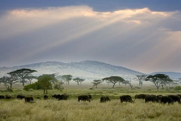 African Buffalo, Serengeti National Park, Tanzania