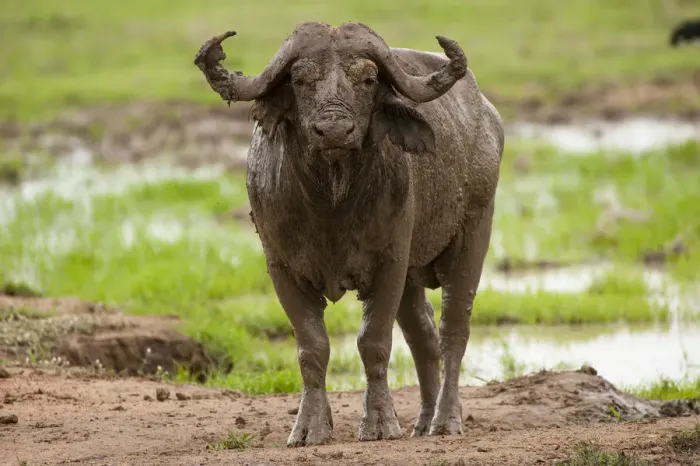 Framed Print : African buffalo by waterhole, Mikumi, Tanzaina Framed Print : African buffalo by waterhole, Mikumi, Tanzaina
