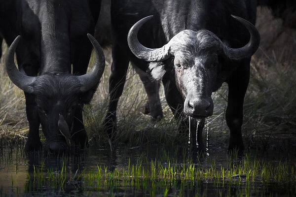 African cape buffalo drinking from a waterhole in Moremi Game Reserve, on the Okavango