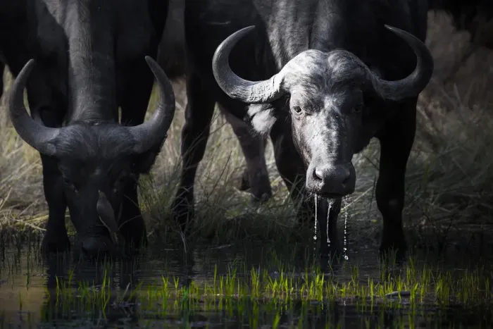 Framed Print : African cape buffalo drinking from a waterhole in Moremi Game Reserve, on the Okavango Framed Print : African cape buffalo drinking from a waterhole in Moremi Game Reserve, on the Okavango