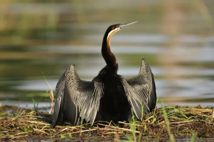 Framed Print : African Darter, Anhinga rufa, Chobe National Park, near the town of Kasane, Botswana Framed Print : African Darter, Anhinga rufa, Chobe National Park, near the town of Kasane, Botswana