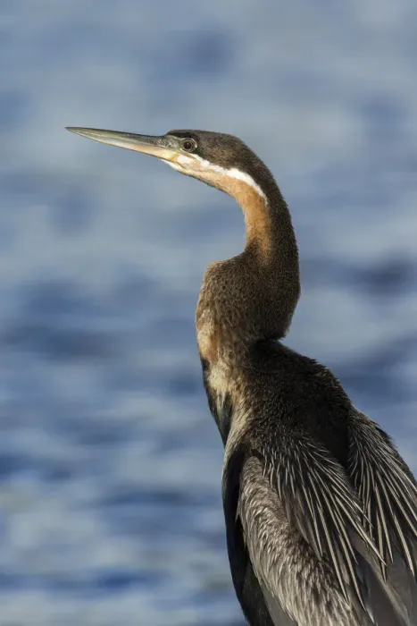 Framed Print : African Darter (Anhinga rufa), Chobe River, Botswana, Africa Framed Print : African Darter (Anhinga rufa), Chobe River, Botswana, Africa