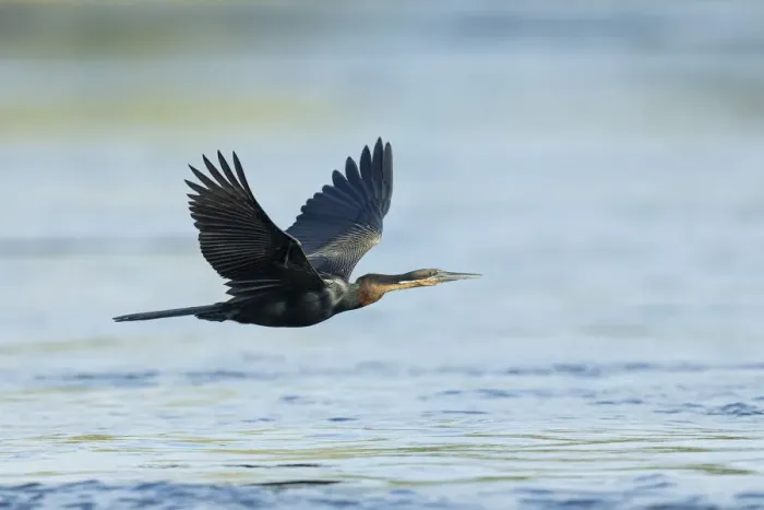 Framed Print : African Darter (Anhinga rufa) in flight, Chobe River, Chobe National Park, Botswana Framed Print : African Darter (Anhinga rufa) in flight, Chobe River, Chobe National Park, Botswana