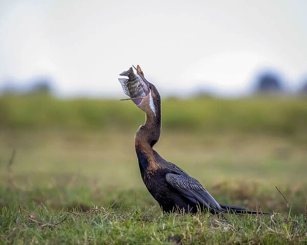 African Darter with a large Bream catch, Chobe River, Chobe National Park, Botswana