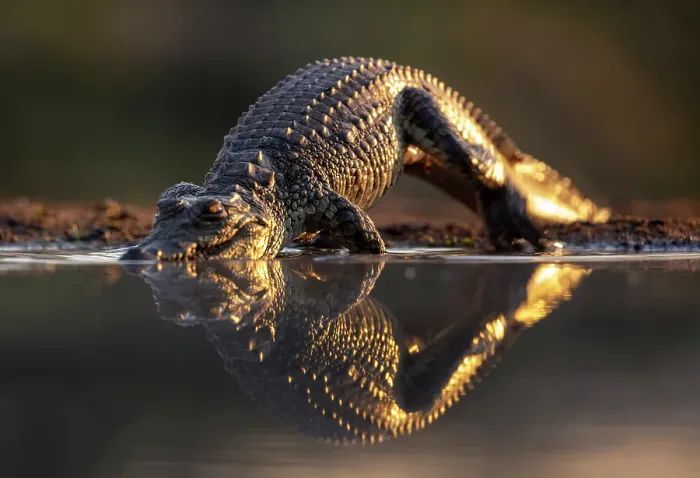 Framed Print : African dwarf crocodile walking into water, Zimanga Private Game Reserve, Natal, South Africa Framed Print : African dwarf crocodile walking into water, Zimanga Private Game Reserve, Natal, South Africa