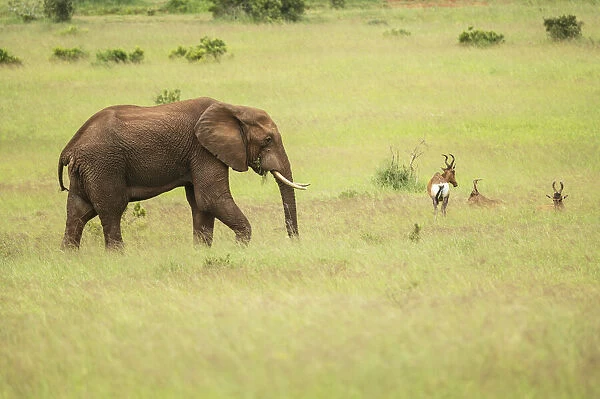 African Elephant, Addo Elephant National Park, Eastern Cape, South Africa