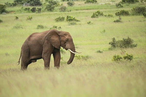 African Elephant, Addo Elephant National Park, Eastern Cape, South Africa