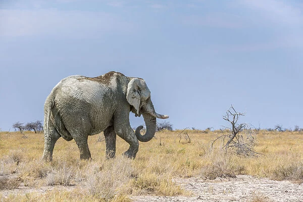 African elephant in the bush. Etosha National Park, Oshikoto region, Namibia