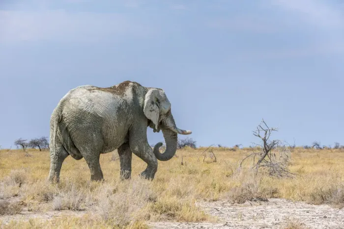 Framed Print : African elephant in the bush. Etosha National Park, Oshikoto region, Namibia