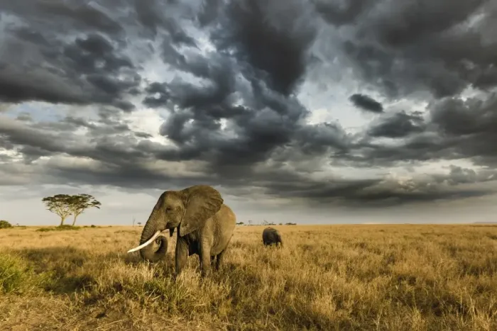 Framed Print : African elephant with calf grazing at sunset in Southern Serengeti plains, as a thunderstorm Framed Print : African elephant with calf grazing at sunset in Southern Serengeti plains, as a thunderstorm