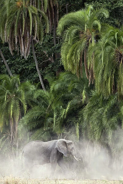 African elephant in the dust with palms in the background, in Serengeti National Park