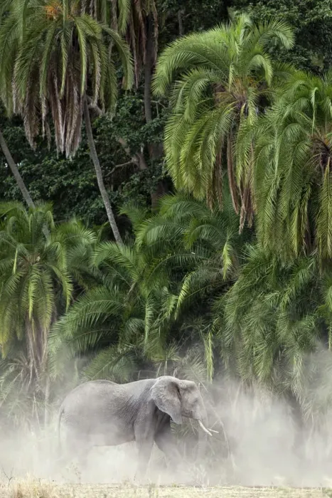 Framed Print : African elephant in the dust with palms in the background, in Serengeti National Park Framed Print : African elephant in the dust with palms in the background, in Serengeti National Park