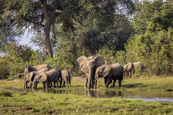 African elephant herd at Inkalange Channel, Lower Zambezi National Park, Zambia