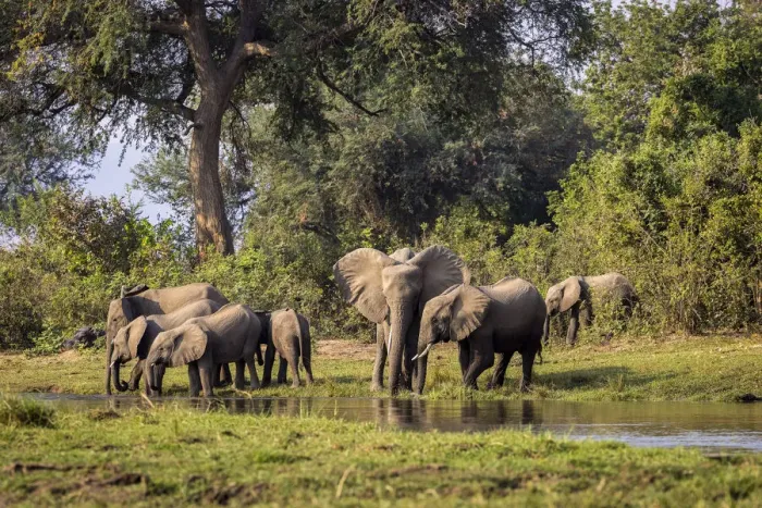 Framed Print : African elephant herd at Inkalange Channel, Lower Zambezi National Park, Zambia Framed Print : African elephant herd at Inkalange Channel, Lower Zambezi National Park, Zambia