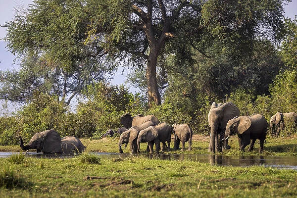 African elephant herd preparing to cross the Inkalange Channel, Lower Zambezi National Park, Zambia