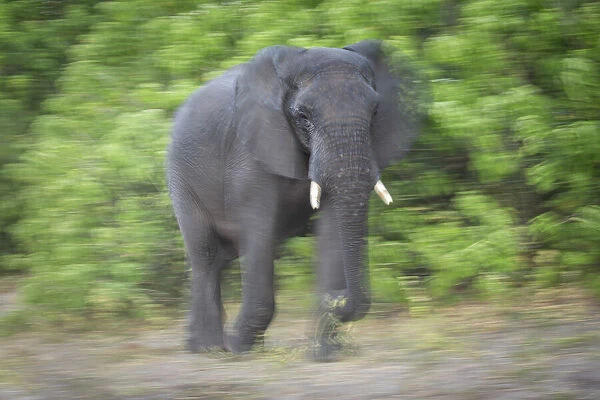 African Elephant (Loxodonta africana) walking through bush, Savuti, Chobe National Park
