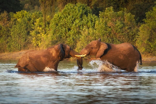 African Elephant (Loxodonta africana), juveniles playing in River Chobe Savuti