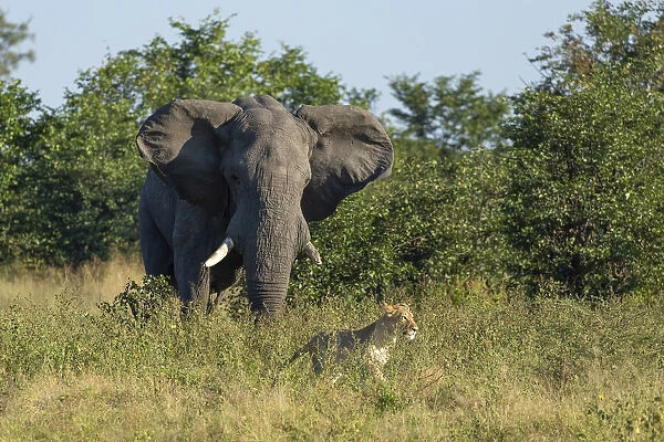 African Elephant (Loxodonta africana) chasing lion (Panthera leo), Savuti