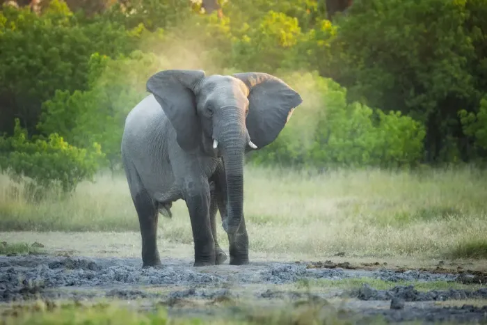 Framed Print : African Elephant (Loxodonta africana), Savuti, Chobe National Park, Botswana, Africa