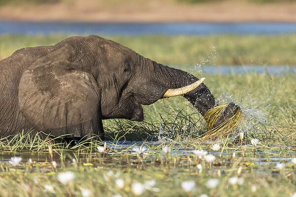 African elephant (Loxodonta africana), Chobe River, Botswana, Africa