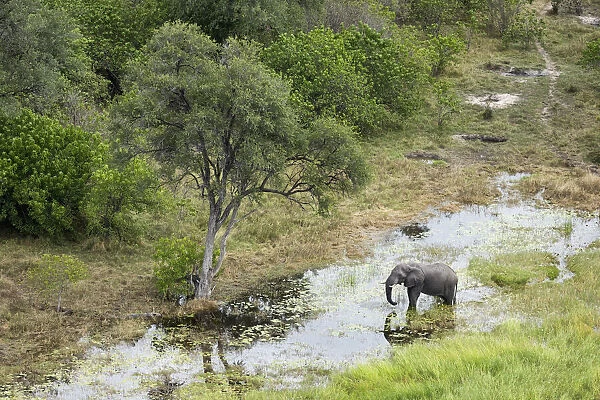 African Elephant (Loxodonta africana), Khwai, Botswana, Africa