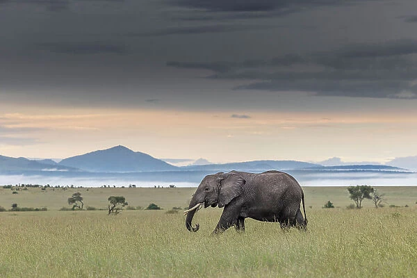 African elephant (loxodonta africana) in the Maasaimara, Kenya