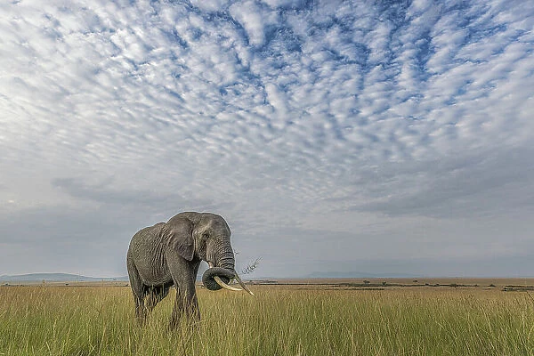 African elephant (loxodonta africana) in the Maasaimara, Kenya