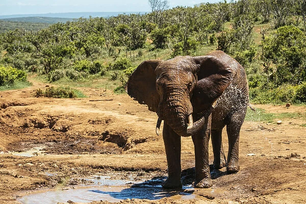 African Elephant at watering hole, Addo Elephant National Park, Eastern Cape, South Africa