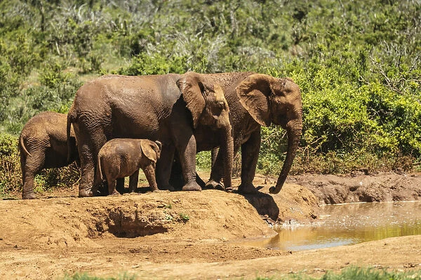 African Elephants, Addo Elephant National Park, Eastern Cape, South Africa