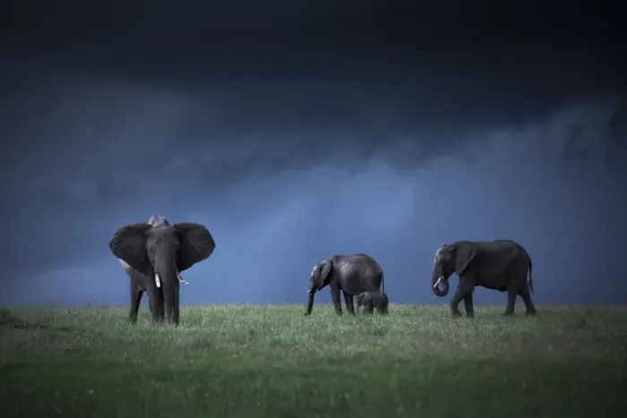 Framed Print : African elephants (loxodonta africana) in the Msai Mara game reserve during the rainy
