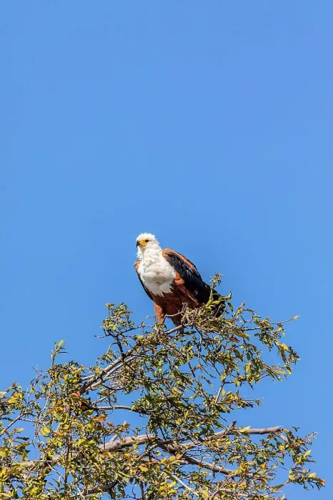 Framed Print : African Fish Eagle, Chobe National Park, Botswana, Africa
