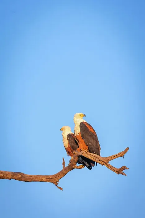 Framed Print : African Fish Eagle, Chobe River, Botswana Framed Print : African Fish Eagle, Chobe River, Botswana