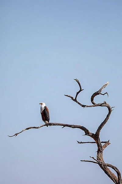 African fish eagle, Moremi Game Reserve, Botswana, Africa