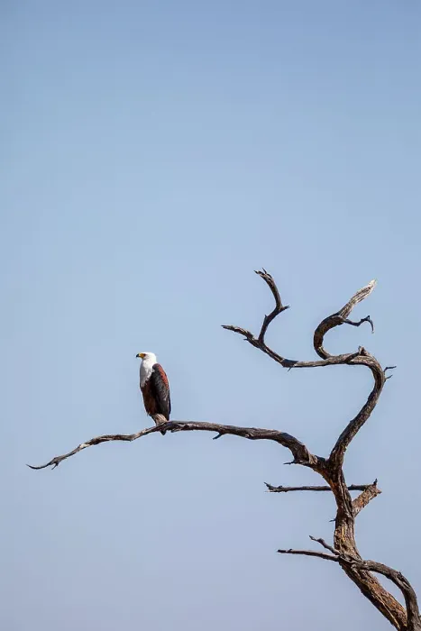 Framed Print : African fish eagle, Moremi Game Reserve, Botswana, Africa Framed Print : African fish eagle, Moremi Game Reserve, Botswana, Africa