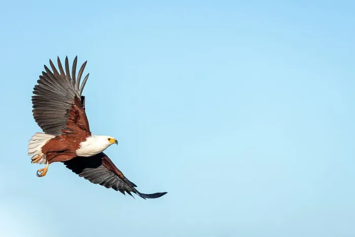 Framed Print : African Fish Eagle, Okavango Delta, Botswana Framed Print : African Fish Eagle, Okavango Delta, Botswana