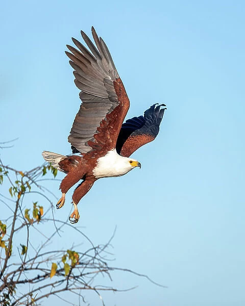 African Fish Eagle, Okavango Delta, Botswana