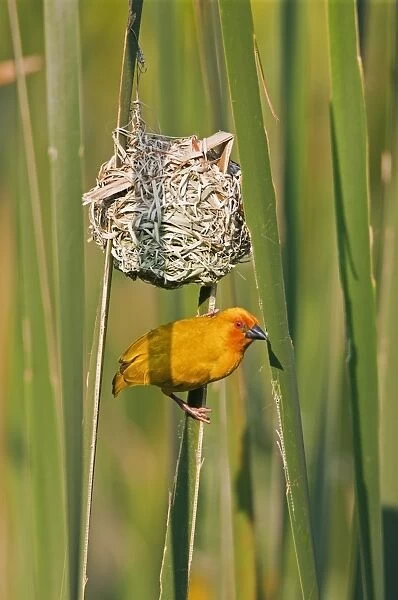 An African Golden Weaver at its nest near Soni in the Western Arc of the Usambara Mountains