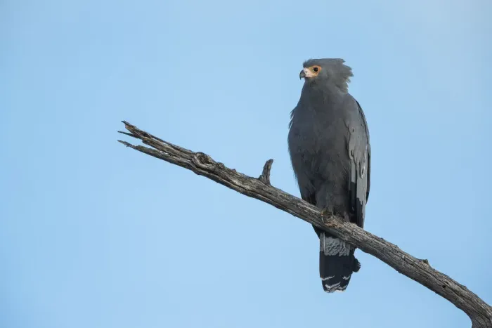 Framed Print : African Harrier-Hawk (Polyboroides typus), Botswana, Africa Framed Print : African Harrier-Hawk (Polyboroides typus), Botswana, Africa