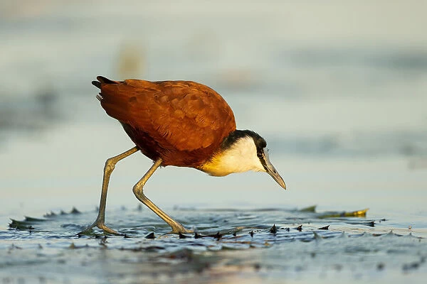 African Jacana (Actophilornis africanus), walking on lilypads, Chobe River