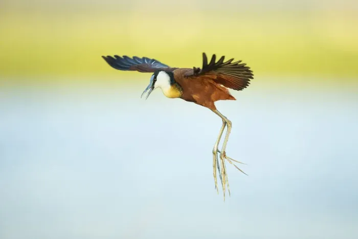 Framed Print : African Jacana (Actophilornis africanus), in flight, Chobe River, Chobe National Park Framed Print : African Jacana (Actophilornis africanus), in flight, Chobe River, Chobe National Park